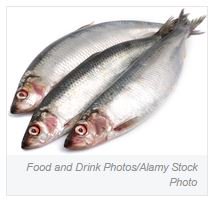 ebook Early Humans and Their World