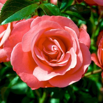 EcoAgricultor's tweet photo. Cómo preparar agua de #rosas para cuidar la piel https://t.co/ydX6FQTt5I https://t.co/n0Rw2gDHgj