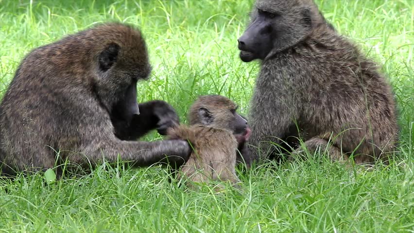 #OliveBaboon has the largest range of all baboons &amp; seen in #MgahingaGorillaPark, #RwenzoriMountains &amp; #MountElgon. primatesafari.com/primates-of-ug…