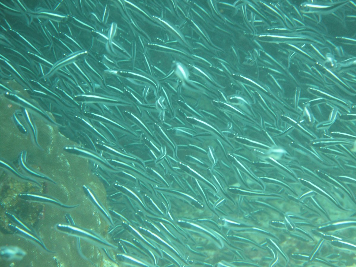 klpseis's tweet image. 海外では
魚の群が
当たり前のように
見られる

やっぱり環境が
違うわー^ ^