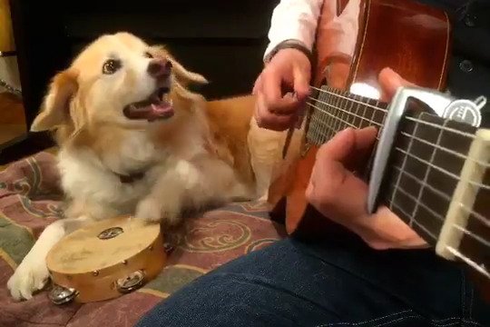 Happy 76th Birthday Bob Dylan!  Maple\s helping me play Mr. Tambourine Man with her tambourine  