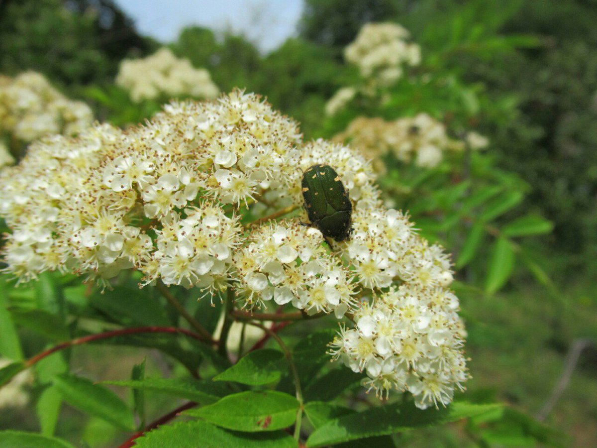 1000花 310 ナナカマド バラ科 日本 樺太等に分布 別名ローワン 北海道では特に街路樹にされる 秋の紅葉と冬の赤い実が観賞される この仲間は北半球に数多く 特に北欧では一般的 庭木にされるホザキナナカマドは別属 花 落葉樹 夏の花