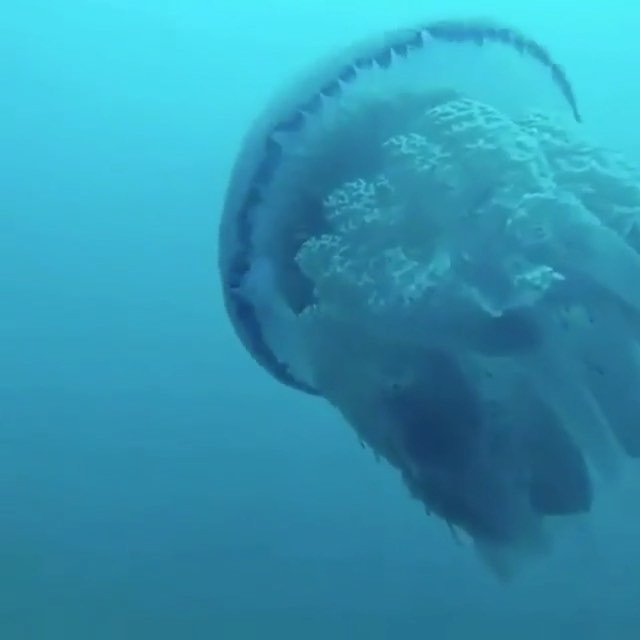 SavingTheWaves_'s tweet photo. 🌀
That is one big jelly...😬😨
––——––——––——|🔹|––——––——––——
🔘 #SavingtheWaves
・・・
These bizarre creatures have drifted through our oceans for … https://t.co/lnpY6xTW8k