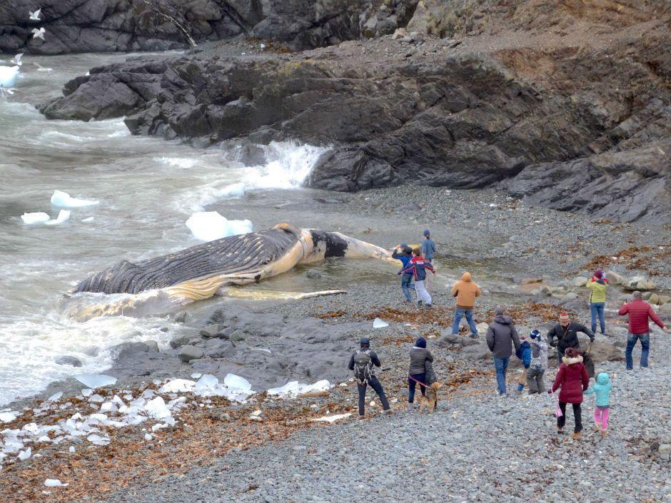 VancouverSun's tweet image. ‘It’s not a very nice smell’: Massive, dead humpback whale washes ashore in Newfoundland ebx.sh/2qiUyJz