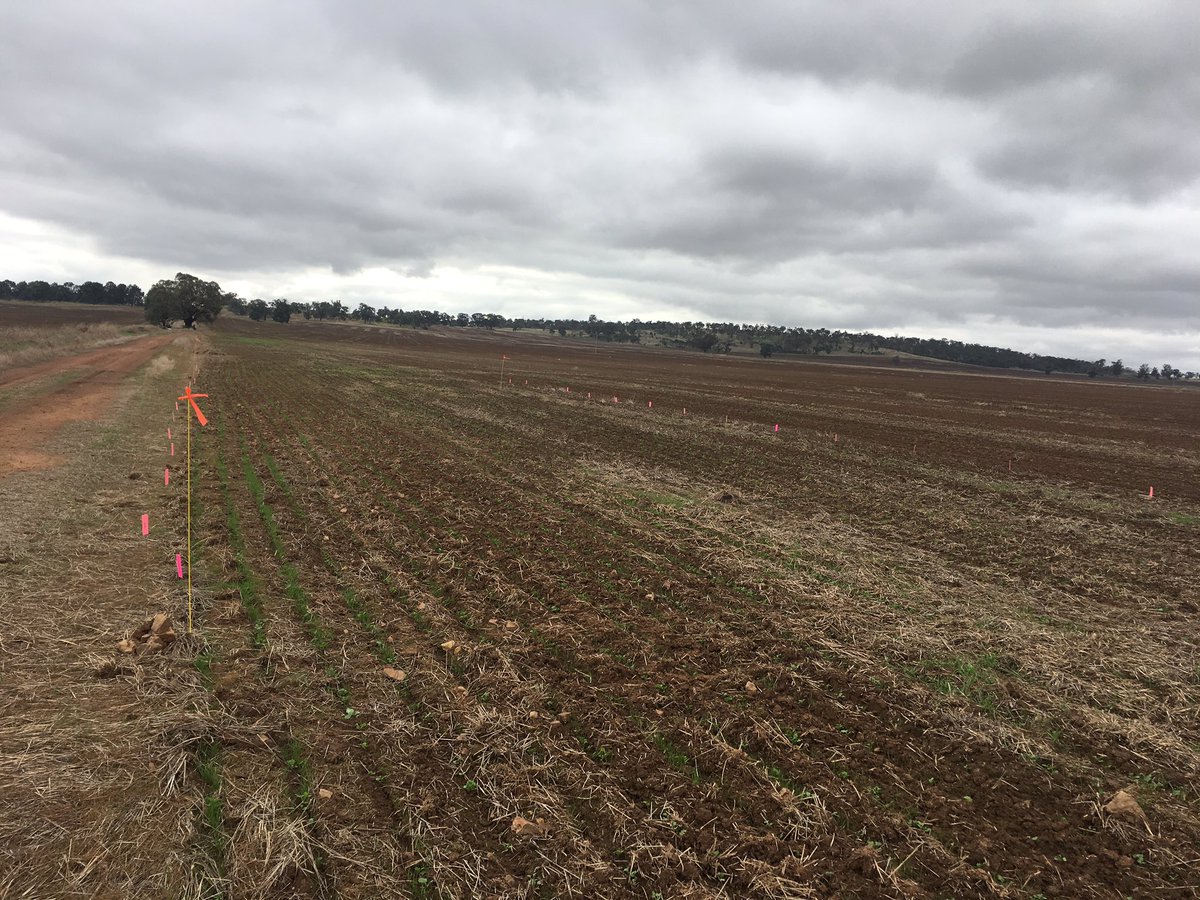 chickenpalmer1's tweet photo. Herbicide efficacy trial with foliar fertilizers over canola applied today. More yield with no weeds. #sltec #nutrientsolutions 🌱🌱👍 https://t.co/lA3159M1us