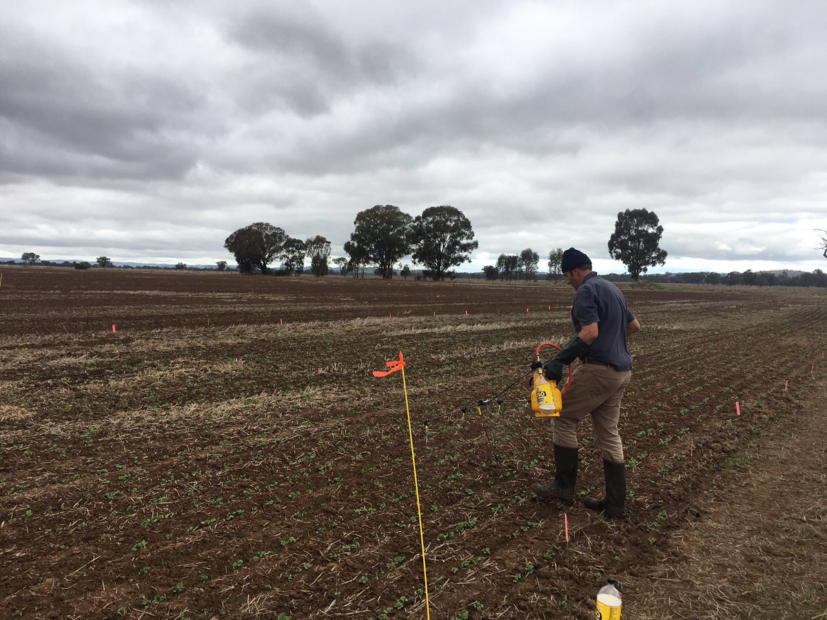 chickenpalmer1's tweet photo. Herbicide efficacy trial with foliar fertilizers over canola applied today. More yield with no weeds. #sltec #nutrientsolutions 🌱🌱👍 https://t.co/lA3159M1us