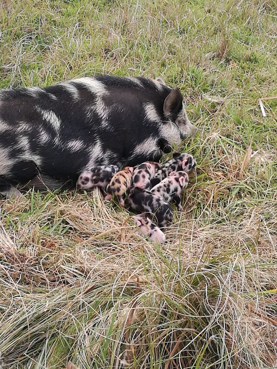 KleinWelmoed's tweet photo. Our pot-bellied residents have become parents again! Say hello to their perfectly pink, polka-dotted piglets #KleinWelmoed 🐷 https://t.co/WTmvVZMaCt