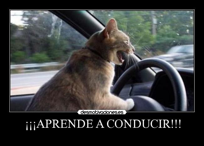 AutoescuelaNW's tweet photo. Haz caso al gato y ��APRENDE A CONDUCIR! en autoescuela New Wave, estarás más cómodo sentado en un puff y aprendiendo con tu propia tablet. https://t.co/4LbbiXZiWa