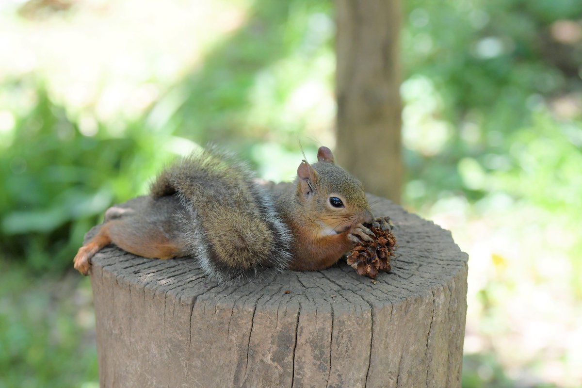 Art55 寝ながら食べるお行儀の悪いリス様 Coregraphy Photography 井の頭自然文化園 リス Animals ニホンリス Squirrel ふぉと ファインダー越しの私の世界 写真好きな人と繋がりたい 写真撮ってる人と繋がりたい T Co C7a0cxnpg0