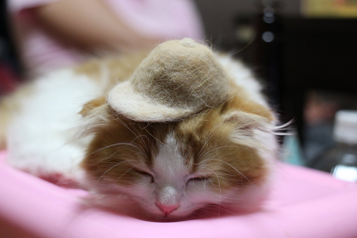 動物,犬,猫,しつけ,飼い方,育て方,病気,健康