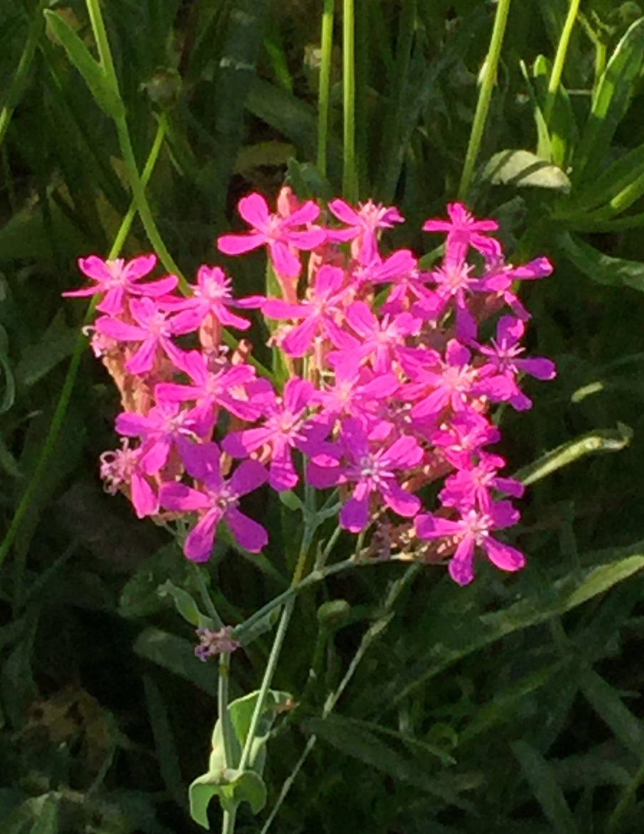 HadenHort's tweet image. #SileneArmeria #Catchfly in #bloom in #RVA #wildflowers #MayFlowers #PinkFlowers #CoolWeatherAnnuals