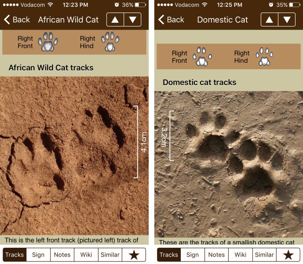 GreenappsWeb's tweet photo. If you are going to explore the African wildlife, take a look at this app to identify tracks https://t.co/cqNkQDreao v/ @africageo #tracksID https://t.co/lYo65rtnNr