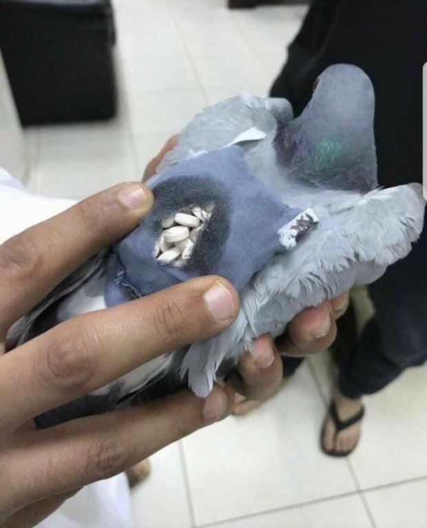 Police catch a pigeon with 200 ecstasy pills hidden in a little backpack