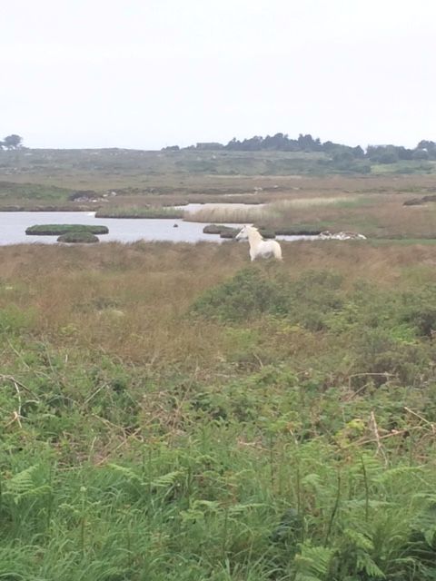 FlogasIreland's tweet photo. Just some of the sights from Day 2 of #TeamYesChef cycle from Anthony Mulligan on the road! https://t.co/Bspijal4X9