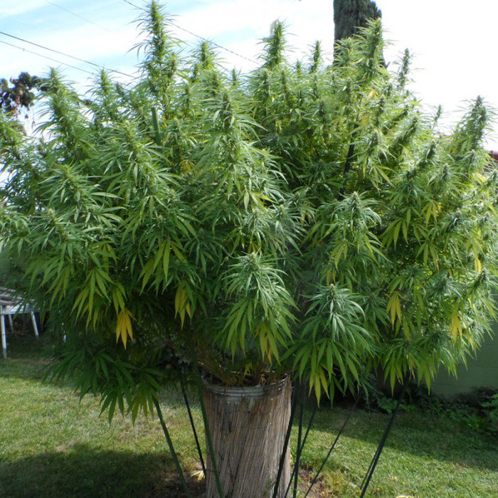 WorldOfSeeds's tweet photo. #ColombianGold outdoor form #PureOriginCollection 
#landraces #mostlysativa https://t.co/mn7ekrS8Ms