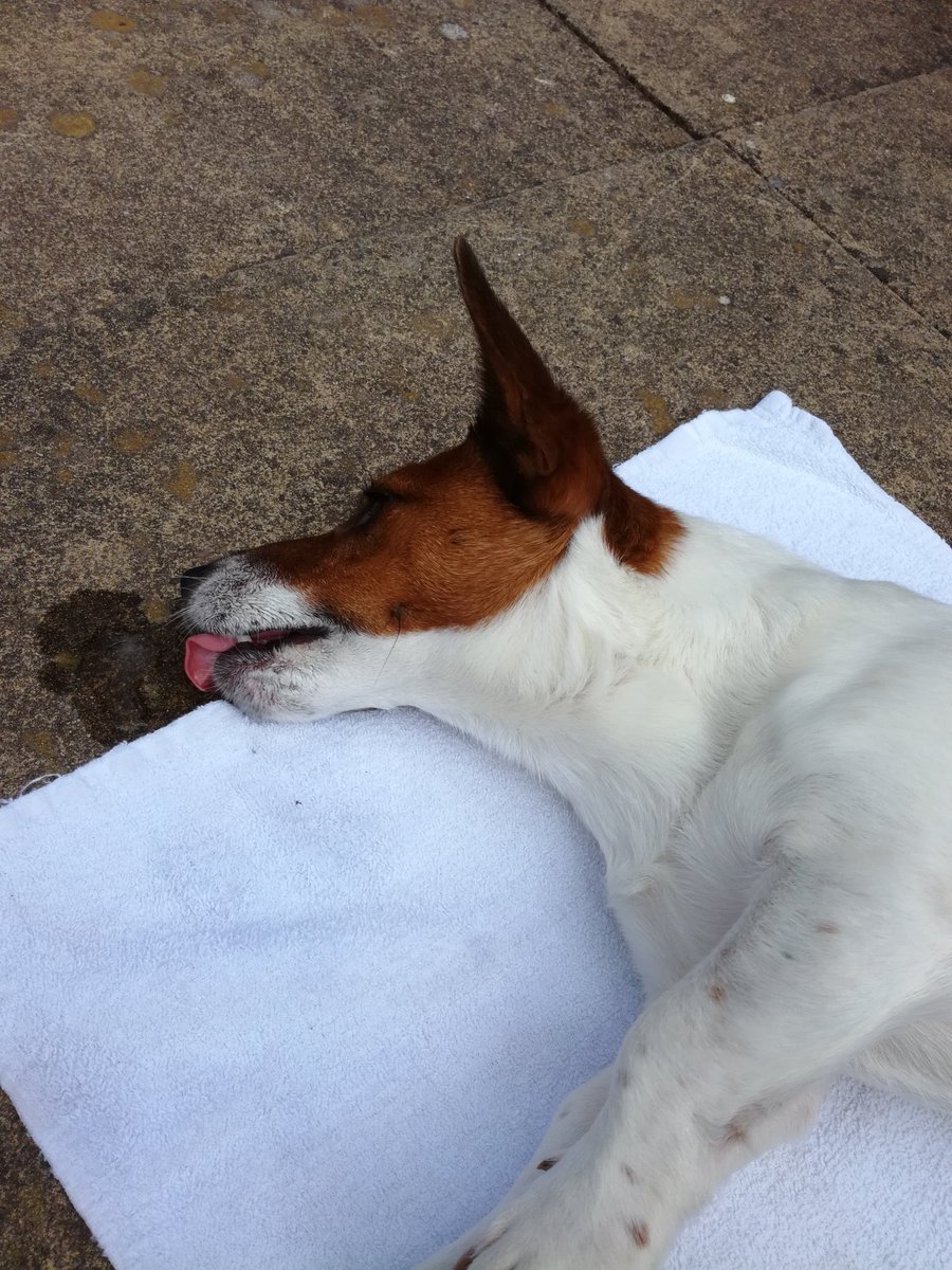 RescueDogPatch's tweet photo. Eating ice cubes while sunbathing #thisisthelife https://t.co/QqOqkUJO0q