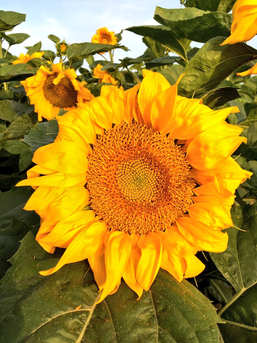 Empezamos a ver nuestros primeros girasoles 🌻 abiertos. Pronto tendremos una bonita estampa del campo.