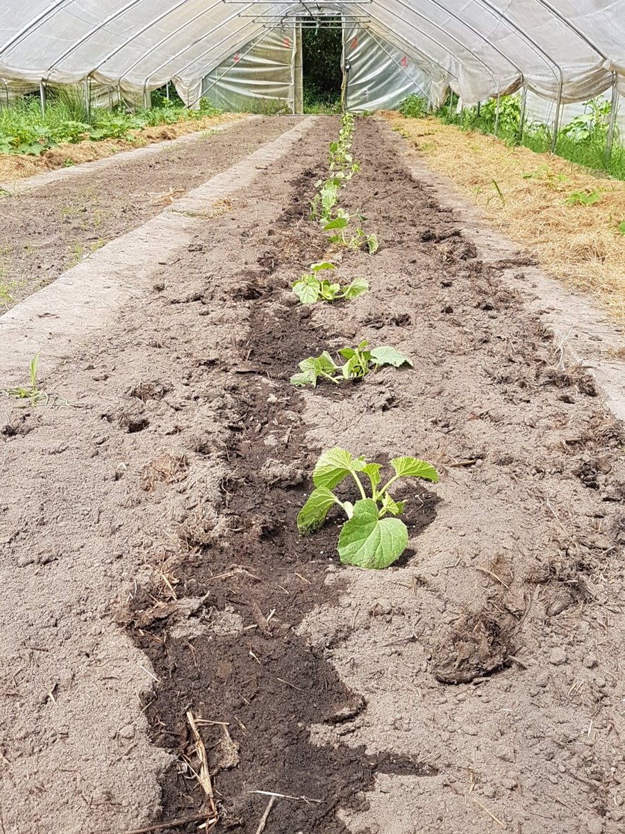 De Noorderhoeve tweet media