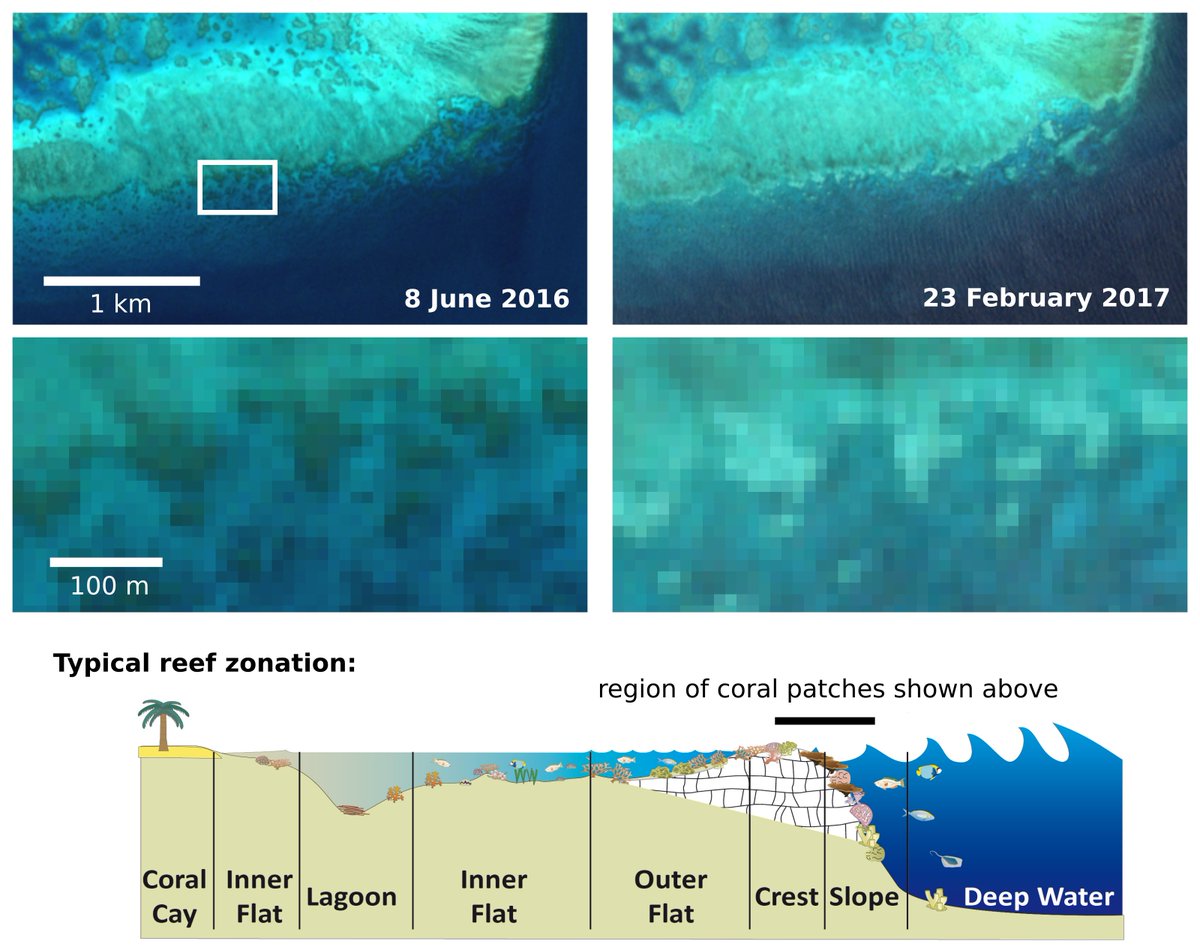 ESA_EO's tweet photo. #Sentinel2’s frequent revisits &amp; resolution allow scientists to observe #bleaching events of the #GreatBarrierReef: https://t.co/N9cejmkVKj https://t.co/g4MRjBAENz