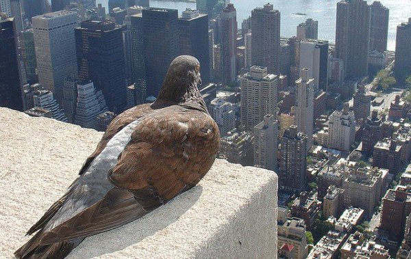 HamzaNazihi's tweet photo. #EnTerrasseYaToujours un pigeon, si t'en vois pas c'est que c'est toi le pigeon https://t.co/P6pem4cBbP