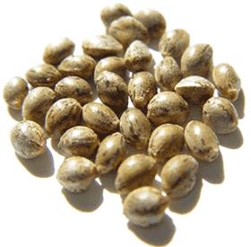 Biocanapa's tweet photo. La #Canapa è tra i #superfood, #alimenti Super Nutrienti per l'equilibrio concentrato di sostanze nutritive..https://t.co/X8xeE3znc0 https://t.co/JhZyRAm7G4