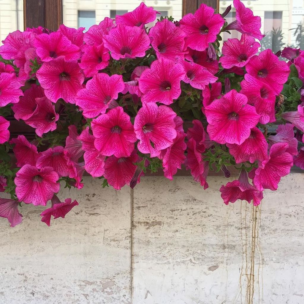 KristaRicchi's tweet photo. The vivid colors of the Flowers in Viareggio will stop you in your tracks #flowersoftheday #spring4igers https://t.co/mGchHRATfP https://t.co/mdNdAgub3a