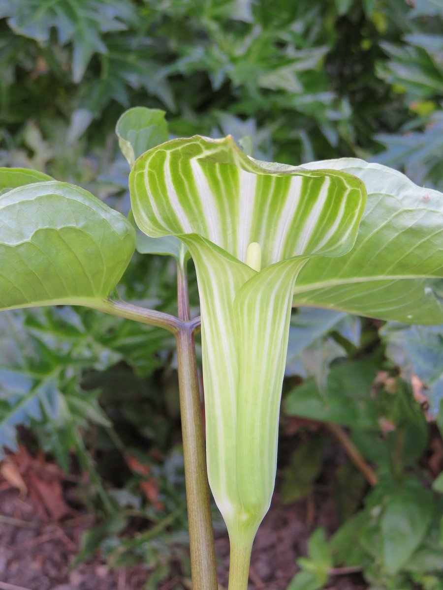 ThreadSquirrel's tweet photo. Some dramatic #Arisaema and #Pinellia flowers in the greenhouse. Grown from tubers bought at @HarrogateFlower Show last month. https://t.co/pREspMWNsg