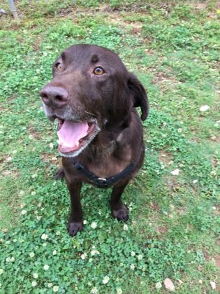 CAREhumane's tweet photo. This is Jake! He is a Labrador Retriever/mix (7 years young). Come by the shelter so you can meet this happy boy! #adoptJake #adoptdontshop https://t.co/gLK1QAMaNg
