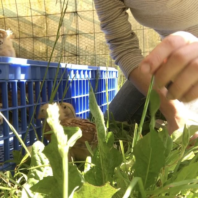 fourfieldsfarm's tweet image. The chicks are heading for the big green pasture. I think they'll like it here #chicks #movingday #tinyones… dlvr.it/PDXc6p