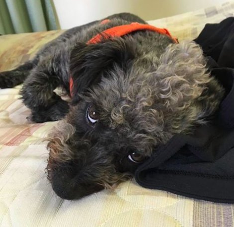 DwightThePup's tweet photo. I just heard Dude &amp; Chick talk about another trip... I need some beauty rest for this! #dwightthepup #schnoodle  #cutedog #cutepuppy https://t.co/7wwNIhmgA5