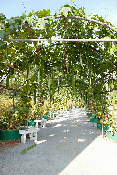 krosagro's tweet photo. #grow #fruits and #vegetables in #tunnel without #plasticfoil !
#krosagro https://t.co/1SOAL16ilx