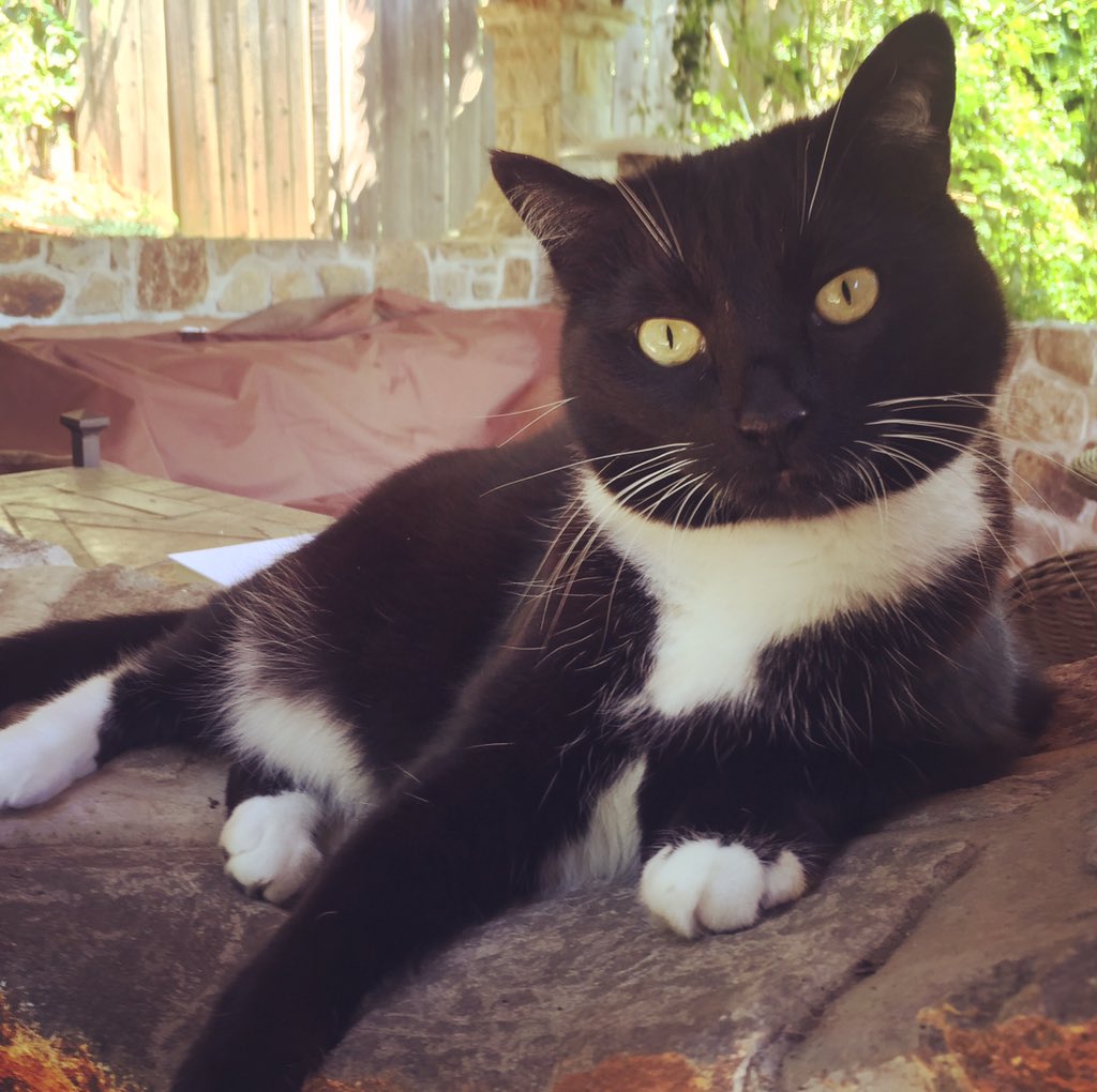 JoyfulVegan's tweet photo. If I loved this little sweetheart anymore than I already do I would burst. #catsrule #morningplotz https://t.co/NYSgvNB2CJ