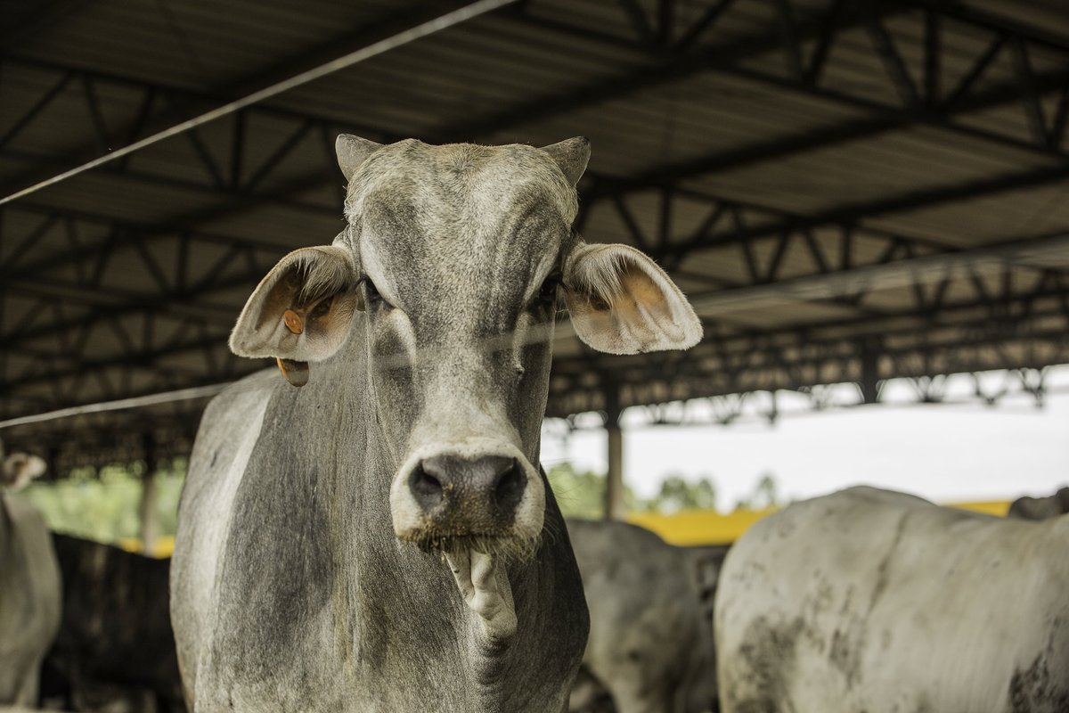 RallydaPecuaria's tweet photo. A chegada do #RallydaPecuária ao #Paraná foi notícia no portal #BeefWorld. A matéria está disponível em https://t.co/Jxz7jtGvr2. #pecuária https://t.co/m8WoeubUXu