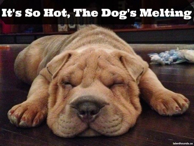 Don't let your pets melt this summer! Schedule your AC repair today! bit.ly/2iOb3tA