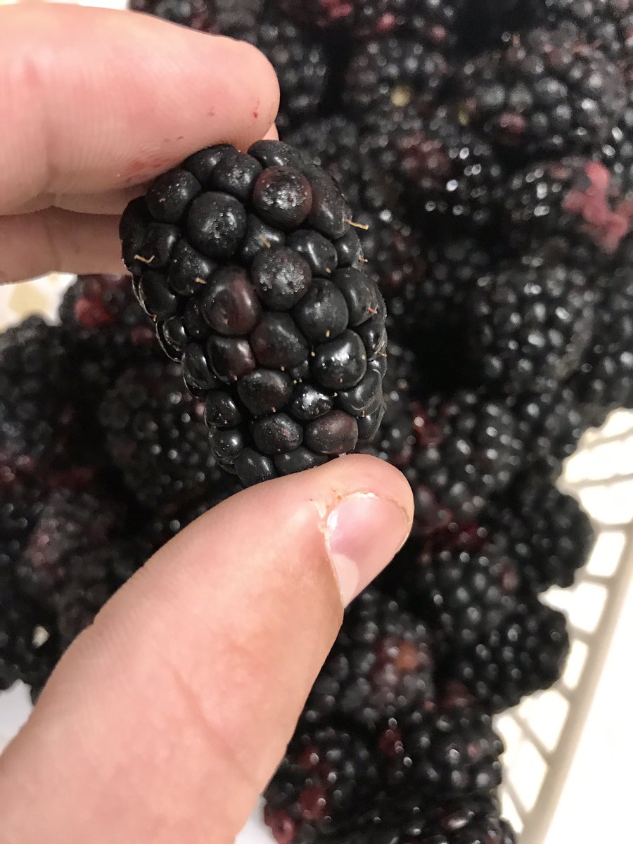 Durbin Farms Market (Durbin_Farms) Twitter