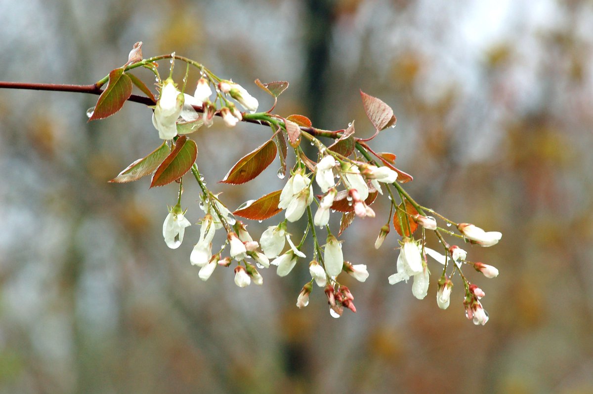 The blossoming trees of late May
bit.ly/2rQnzhW