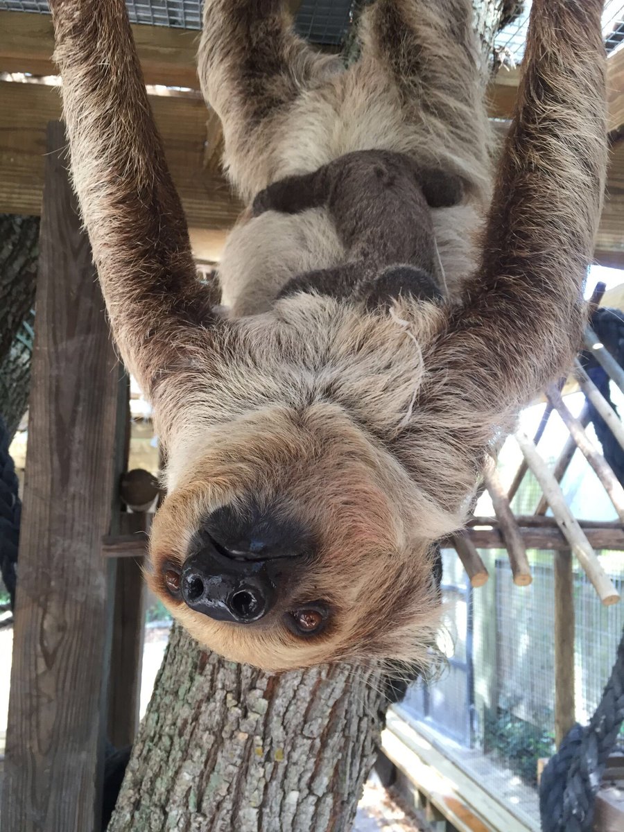 jonahbonah's tweet photo. On May 22, @WildFlorida welcomed a brand new baby sloth to its Gator and Wildlife Park in Kenansville, FL. #ilovewf #slothies #bewild https://t.co/hhKj6jMeqh