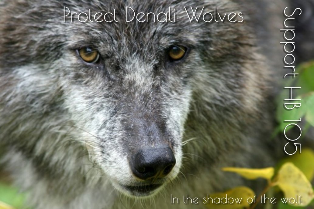 AEAllen27's tweet photo. .@SenDunleavy Please support #HB105 closing 2 areas near #DenaliNationalPark 2 hunting/trapping of #Wolves
#ProtectDenaliWolves
#tourism https://t.co/Q1NbmgA8JO