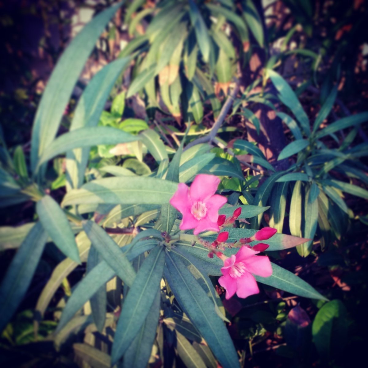 bisha29786's tweet photo. #iLoveNature 😘
#MotoG3Clickz
#NatureClicks #NatureAdmirer
#BishaClickz #BishaEditz #Bisha_Editz #Nature #AnnaNagarTowerPark #ProudChennaite https://t.co/4H2EARbccq