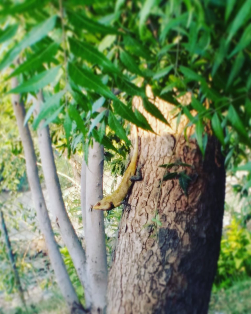 bisha29786's tweet photo. #iLoveNature 😘
#MotoG3Clickz
#NatureClicks #NatureAdmirer
#BishaClickz #BishaEditz #Bisha_Editz #Nature #AnnaNagarTowerPark #ProudChennaite https://t.co/4H2EARbccq