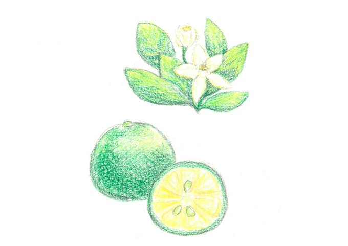 沖縄イラストのtwitterイラスト検索結果 古い順