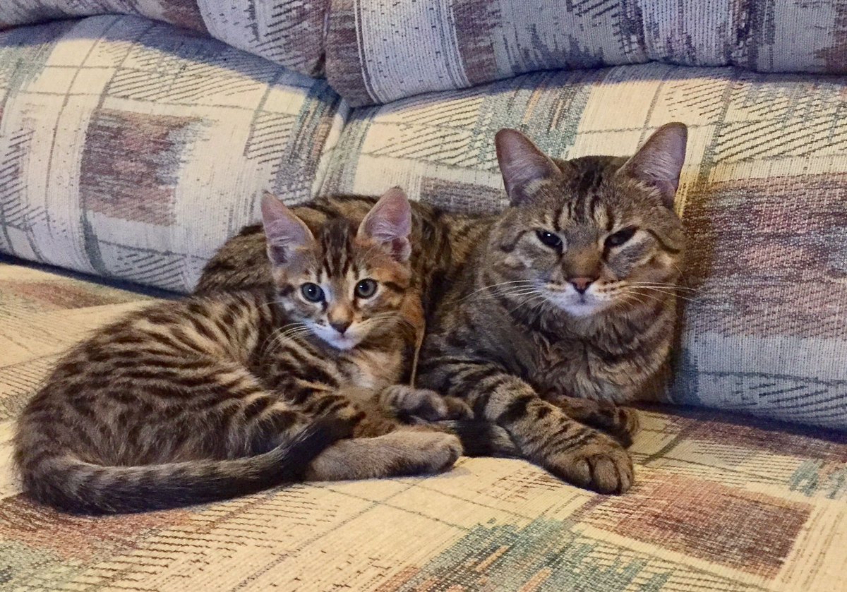 enchiballs's tweet photo. @JacksonGalaxy  Our new Bengal/Maine Coon mix and our 4 yr old Bengal quickly became best friends thanks to what we learned from you! https://t.co/uWqQlprBcn
