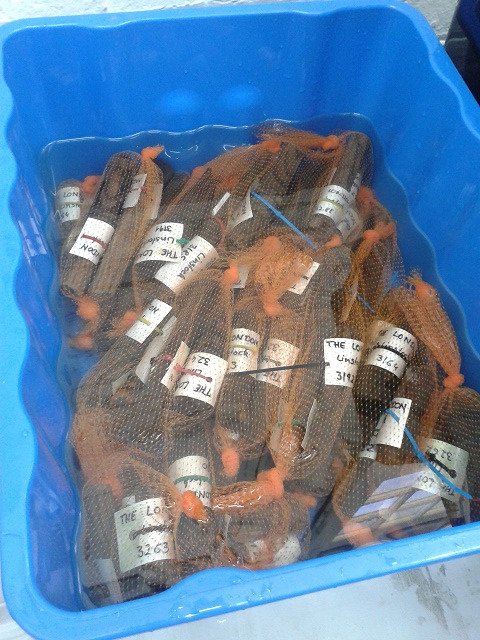 #WhatsintheBoxWednesday a large number of linstocks from the #London1665 #ProtectedWreck have gone into PEG 400 solution!