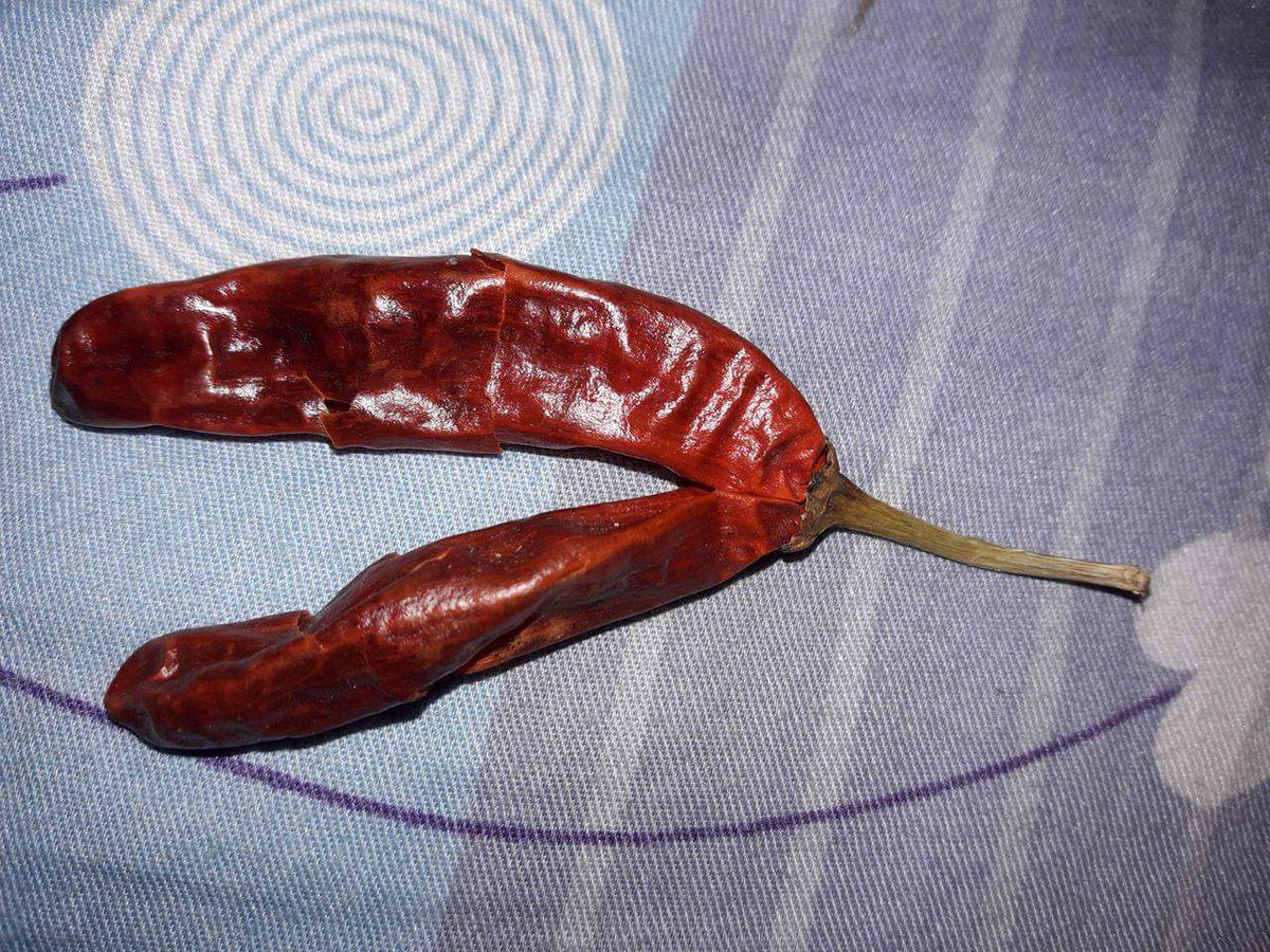 priyatharshan1's tweet photo. Today I found a twin dry red chilli with double spicy #lka #SriLanka #dryredchilli #chilli https://t.co/rIYq1Z6yeT