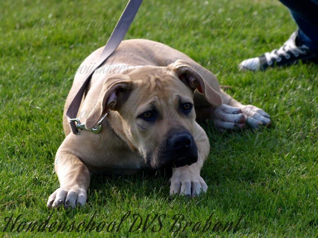 Enkele foto's van de puppy groep die gestart zijn 16-05-2017