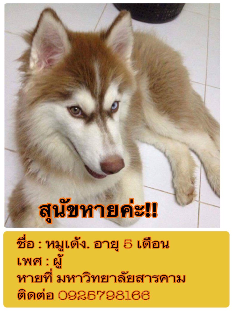 ___chx9's tweet photo. รบกวนรีทวิตหน่อยนะครับ พอดีเพื่อนฝากมา ถ้าพบเจอน้องติดต่อเจ้าของเขาได้จากเบอร์ในรูปเลยนะครับ #หมาหาย #rtตามทัก https://t.co/16uWNeOEb6