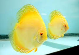 DiscusGuydotcom's tweet photo. Memorial Day Discus Fish Sale!  $15 OFF ANY ORDER!  Valid 5/23 to 5/31 - Use Coupon Code: memorialday2017 https://t.co/fnG5udLSTu