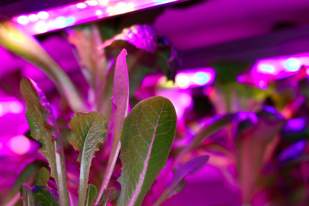 Like awesome #agtech #innovation, informative #foodsafety tips, &amp; #localfood? Help us share our Newsletter! bit.ly/2kWEYnA 🥗🌱🌎