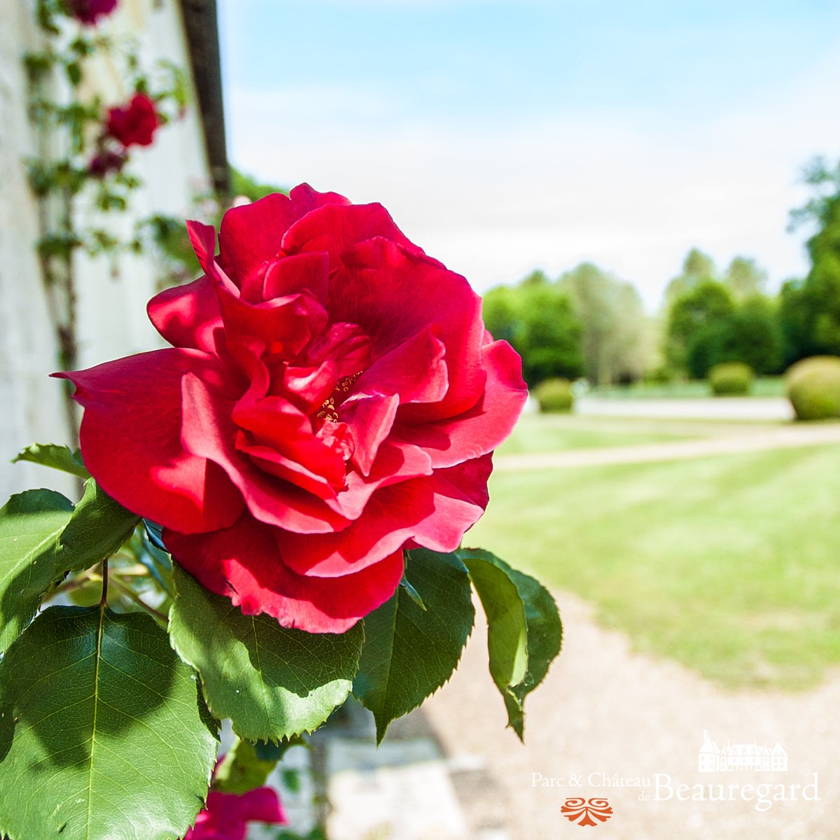 CDBeauregard's tweet photo. Les roses qui ornent l'orangerie du château sont magnifiques :) #rose #flower #chateaudebeauregard #valdeloire #loiretcher #loirevalley https://t.co/tMQ0wJgsWY