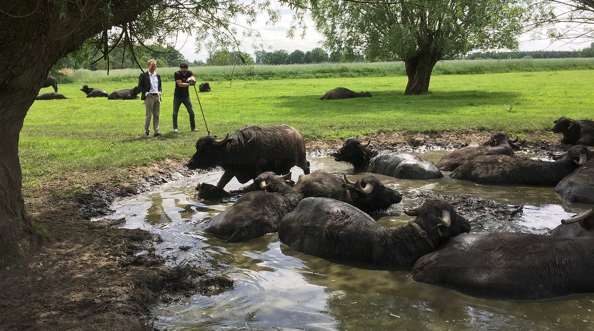 De Stoerderij in Son is Groen bedrijf van de maand vanwege duurzame bedrijfsvoering met waterbuffels brabant.nl/actueel/nieuws…
